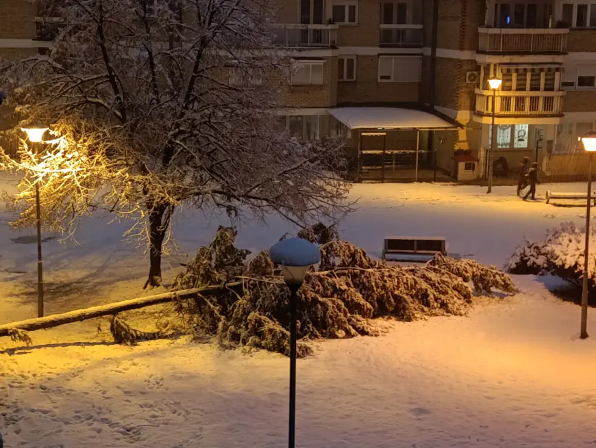 Srušio se bor pod težinom snijega u Novoj Varoši (FOTO)