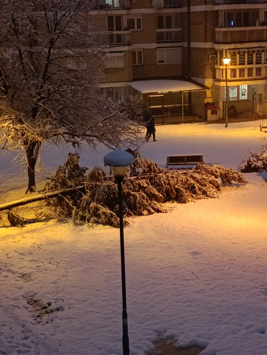 Srušio se bor pod težinom snijega u Novoj Varoši (FOTO)