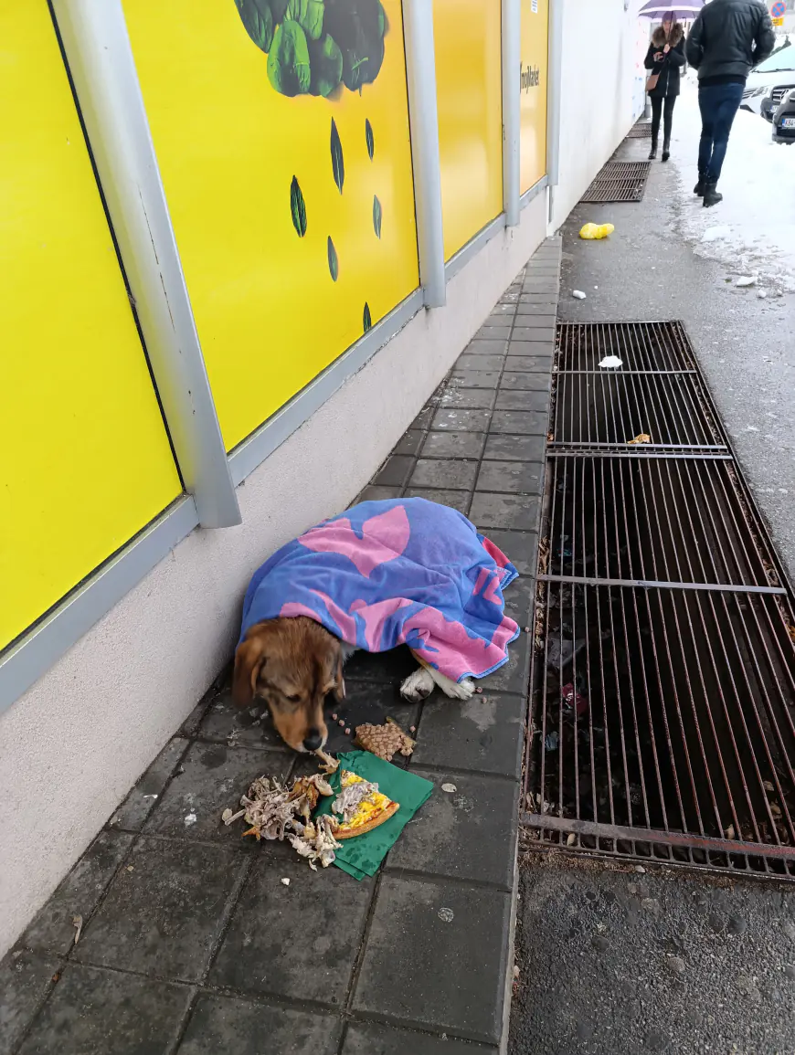 Pomozimo psima lutalicama da prežive zimu!