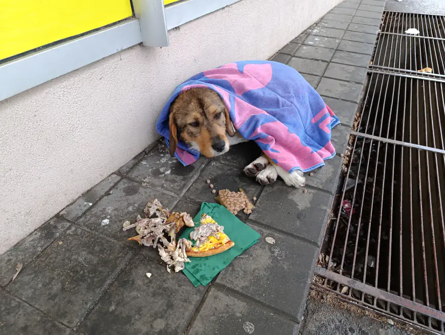 Pomozimo psima lutalicama da prežive zimu!